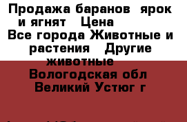 Продажа баранов, ярок и ягнят › Цена ­ 3 500 - Все города Животные и растения » Другие животные   . Вологодская обл.,Великий Устюг г.